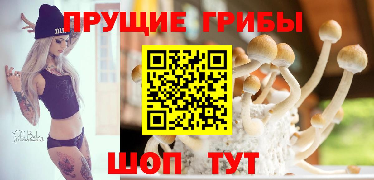 Псилоцибиновые грибы Psilocybe Тимашёвск
